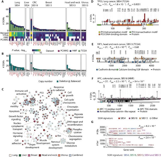 吸烟致癌添新证！science子刊最新研究：超1.2万人数据表明吸烟导致癌症相关DNA突变，破坏了抗癌防护机制