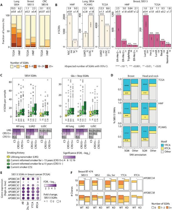 吸烟致癌添新证！science子刊最新研究：超1.2万人数据表明吸烟导致癌症相关DNA突变，破坏了抗癌防护机制