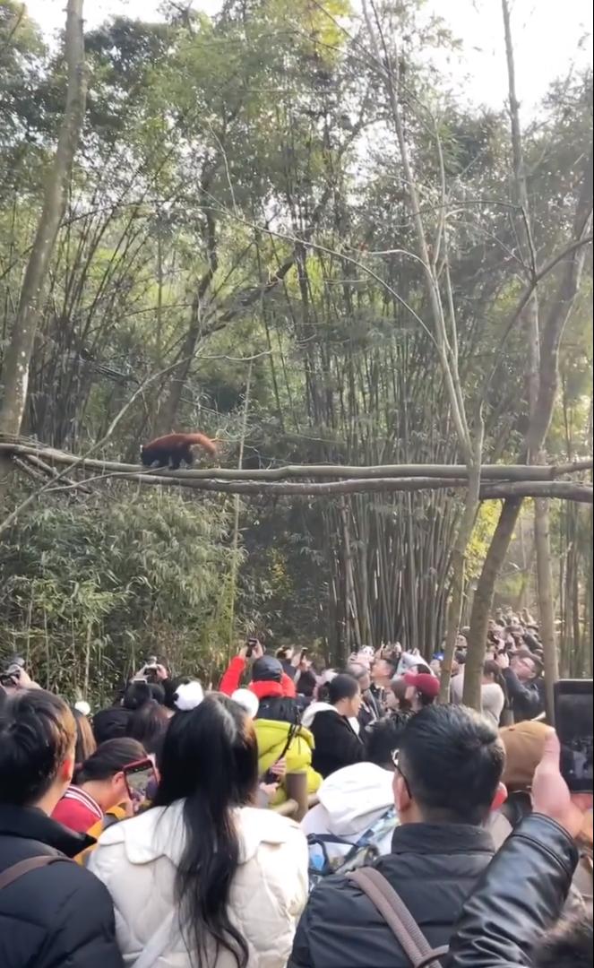 春节最受游客青睐的是这些地方！大数据揭秘→