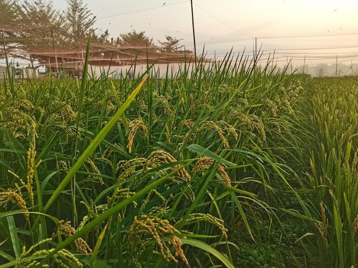 蛮“暖”的一年！1万个品种的稻田，在浙报里看浙江人的小日子