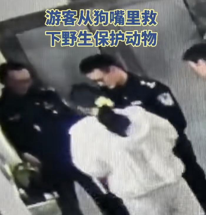 意外！上海女游客从狗嘴里救下一只鸭，送到派出所，民警一查不简单…