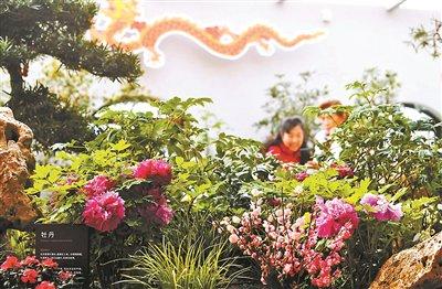 北京市属公园精准调控花期 首次实现牡丹、樱花春节期间反季节开花