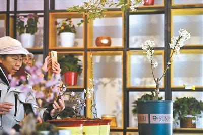 北京市属公园精准调控花期 首次实现牡丹、樱花春节期间反季节开花