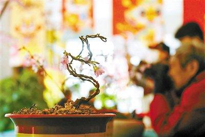 北京市属公园精准调控花期 首次实现牡丹、樱花春节期间反季节开花