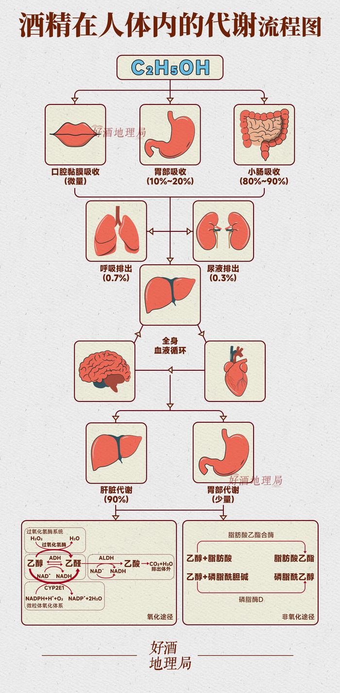 年味地理|醒醒酒，该上班啦