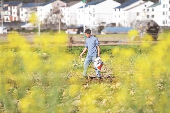 图为2月18日，村民在贵州省遵义市余庆县白泥镇满溪村田间施肥。