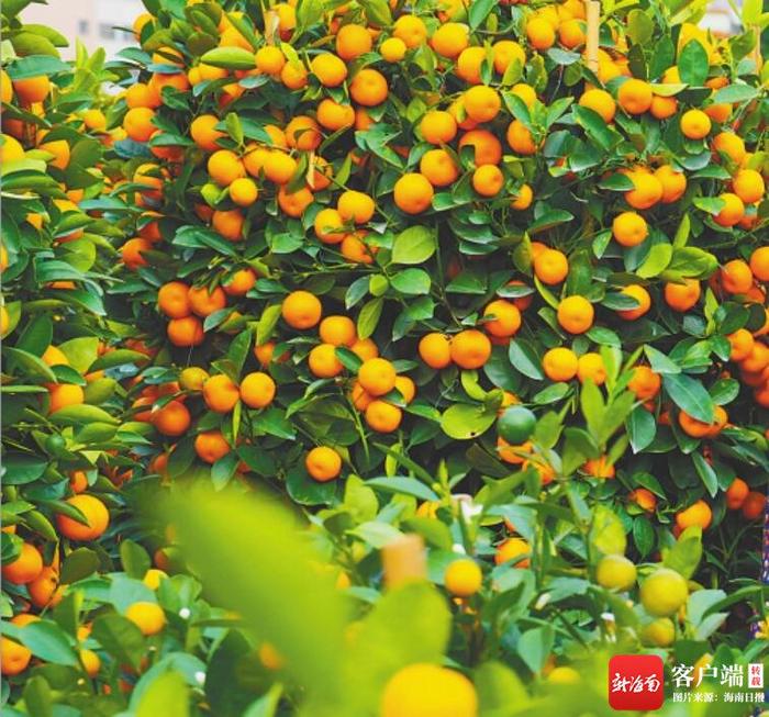 海南周刊 | 水果里的年味-新闻中心