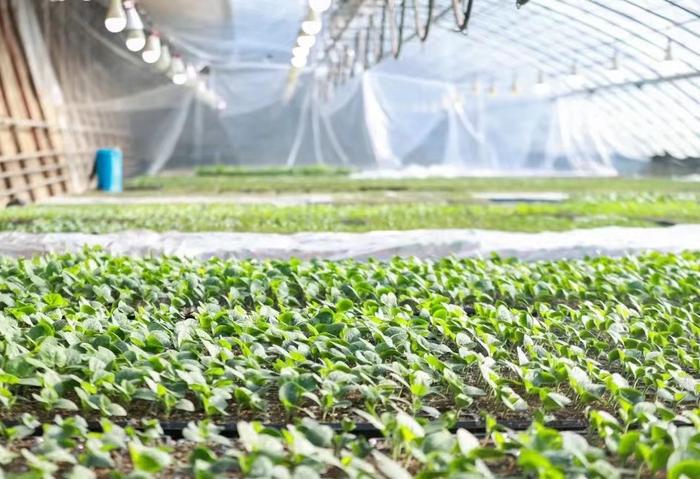 节气探农事丨雨水节气蔬菜生产管理提示