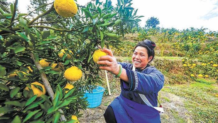 落实中央一号文件，林草产业底气足机会多