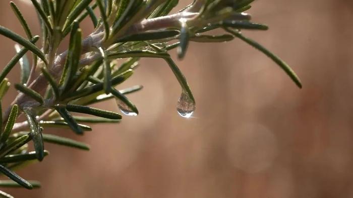 春的信号是什么？雨水给你答案！