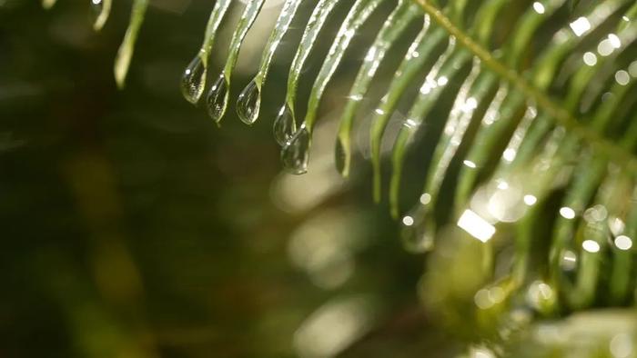 春的信号是什么？雨水给你答案！