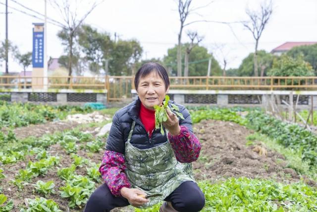 春菜尝鲜正当时，来柘林品尝春天的味道丨有一种过年叫奉贤