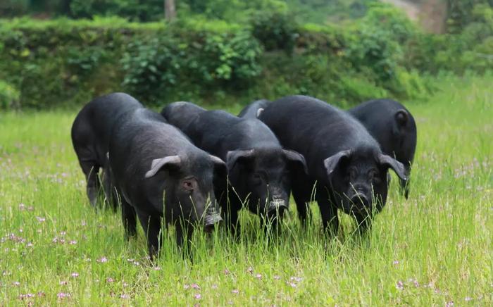 【淮扬四大名菜】60%黑猪肉的「正宗扬州红烧狮子头」，一口沦陷！