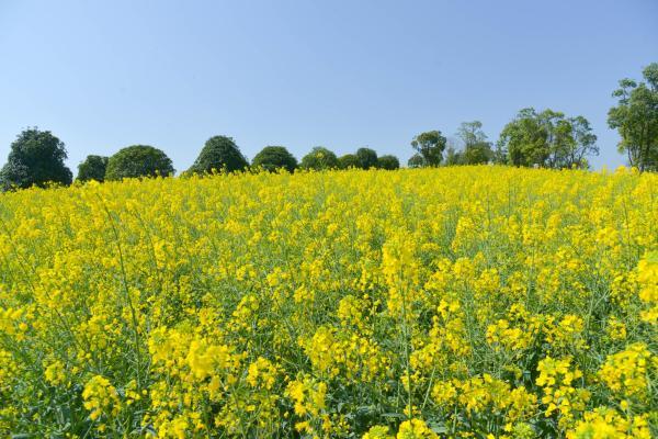 红河弥勒：春日油菜花开香 田园风光一片黄