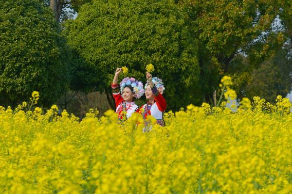 红河弥勒：春日油菜花开香 田园风光一片黄