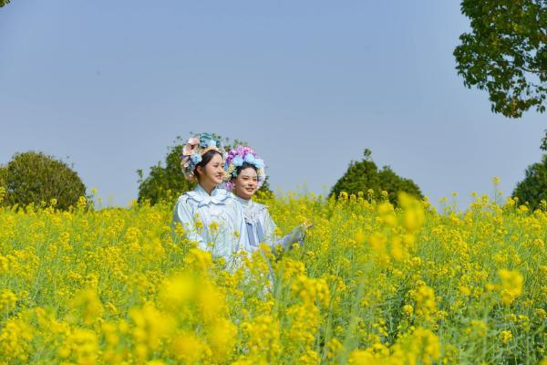 红河弥勒：春日油菜花开香 田园风光一片黄