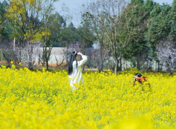 红河弥勒：春日油菜花开香 田园风光一片黄