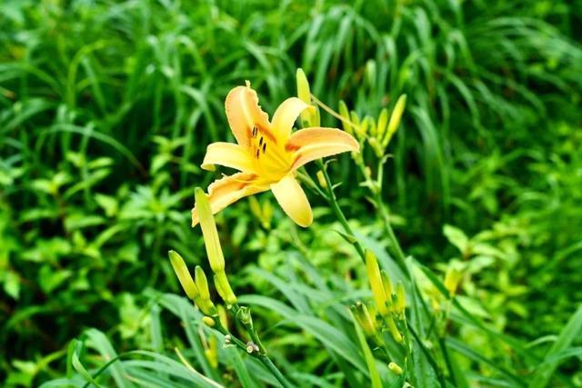 乌骨鸡、金针菜……来自好山好水的农产品上架！