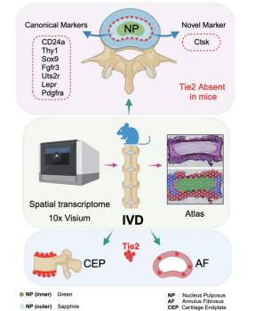 厦门大学许韧教授联合多团队绘制首个椎间盘空间转录组图谱