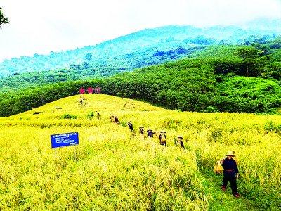 海南省白沙黎族自治县青松乡拥处村：生态助力生活美