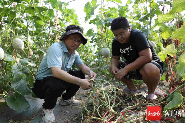 科技特派员“送经”到哈密瓜棚 乐东瓜农“甜蜜事业”有奔头