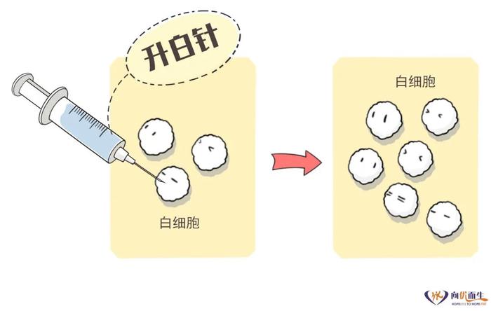 靶向治疗期间白细胞下降怎么办？这份升白攻略请收好！