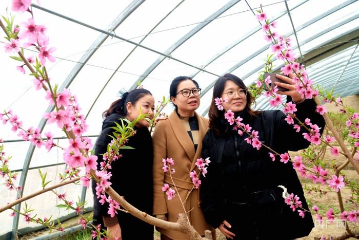 开年看一线｜甘肃民勤：“赏花经济”升温回暖 文旅市场春潮涌动