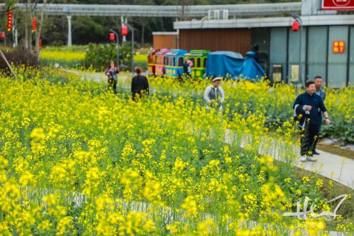 珠海这个400多年历史的古村落，花海环绕，坐拥沙滩海景……