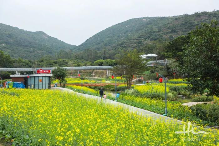 珠海这个400多年历史的古村落，花海环绕，坐拥沙滩海景……