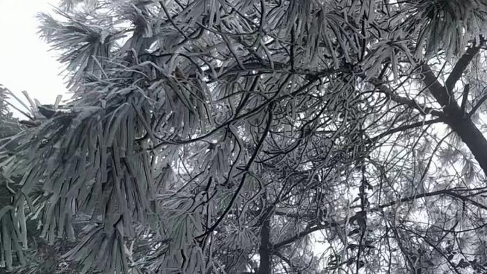 柳州市区最低温度跌破冰点 古亭山顶出现雾凇雨凇