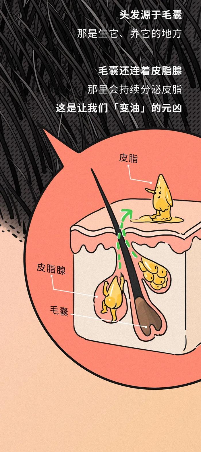 头发多久洗一次最好？每天洗头容易脱发？标准答案来了！