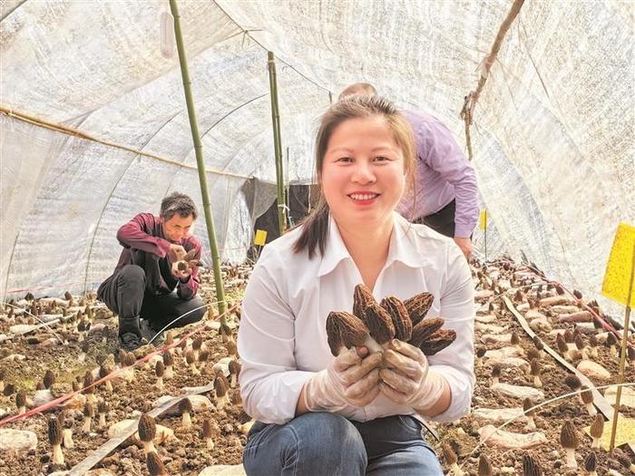 又到了美味营养的羊肚菌上市时节，在仁怀市学孔镇桃子坪村羊肚菌种植基地，迎来了新年“第一采”。