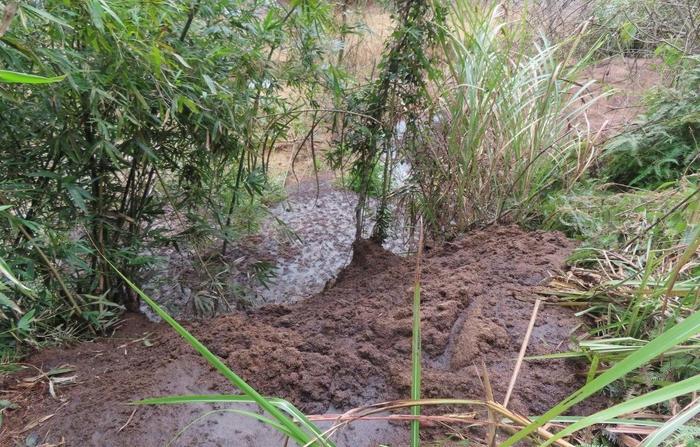 福建延平查处一起违规倾倒养殖废物案