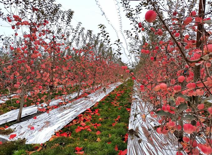 陕西白水县：火“上天”的白水苹果，怎么做到的？