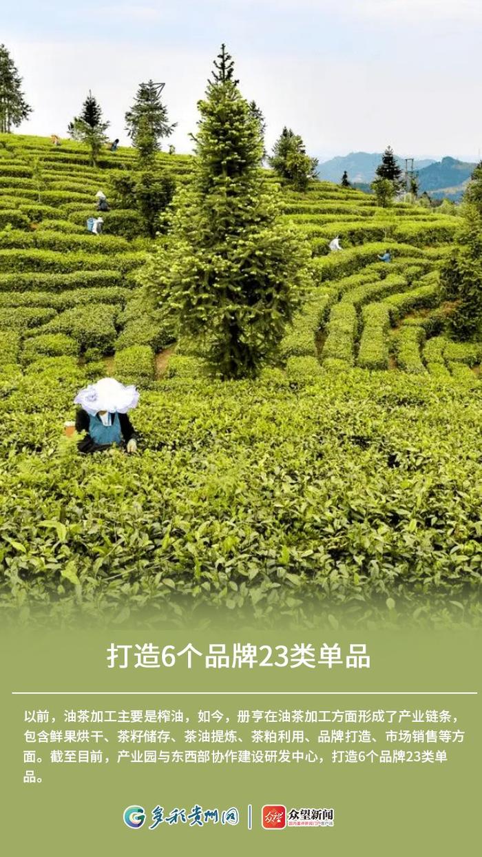 【高质量发展看贵州·海报】一颗油茶籽撬动6000万元产值