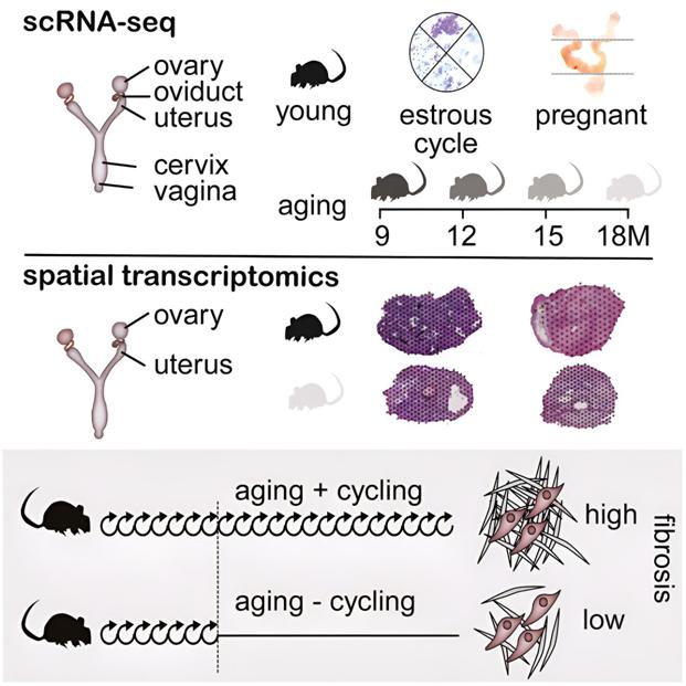 Cell｜新研究构建雌性小鼠生殖道细胞图谱，探索雌性生育能力带来的长期后果