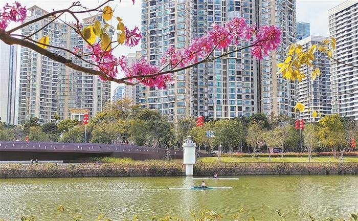 簕杜鹃、宫粉紫荆、风铃木进入盛花期 深圳街头繁花似锦 别辜负这一城红粉春色烂漫