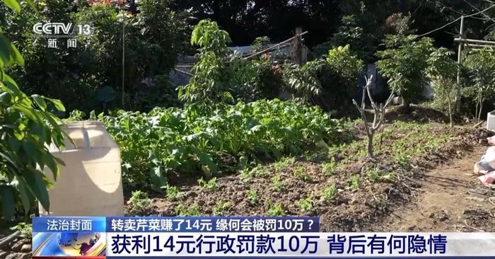 “小过重罚”！转卖芹菜赚14元被罚10万，合理吗？| 每日观察​