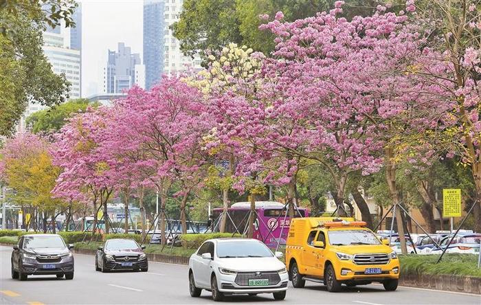 簕杜鹃、宫粉紫荆、风铃木进入盛花期 深圳街头繁花似锦 别辜负这一城红粉春色烂漫