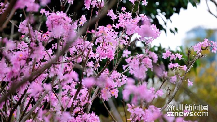 今日深圳｜深圳湾公园：春色“紫”等你