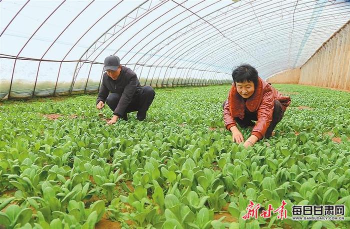 【图片新闻】种植户在庆阳市西峰区肖金镇设施蔬菜基地管护蔬菜