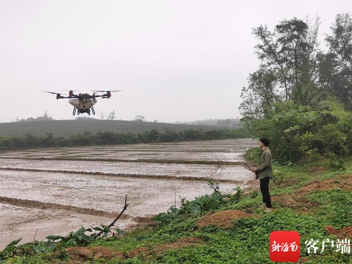 海口：科技助农 无人机不到一个小时即可播种100亩地