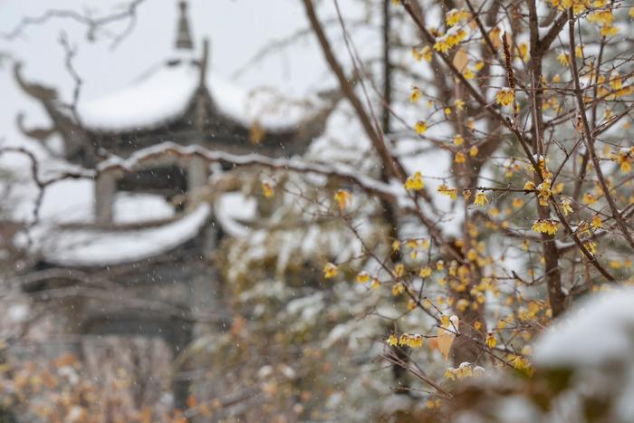 雪落培华，唯你是念！