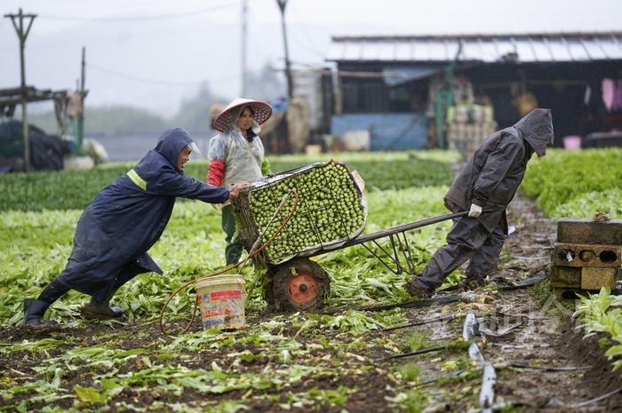 组图丨雨天忙收菜！每天有上万斤蔬菜，从这里送到柳州市民的餐桌上