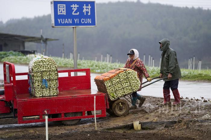 组图丨雨天忙收菜！每天有上万斤蔬菜，从这里送到柳州市民的餐桌上