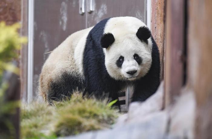 英文 | 房山大熊猫基地明年开园 50只大熊猫将落户北京 50 giant pandas to settle in Beijing's Fangshan district next year