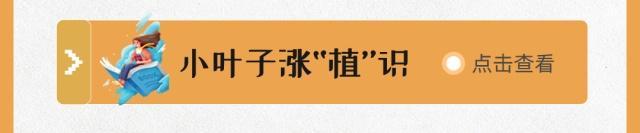 春花陆续登场~怎么迎春？戳3月科普月历→