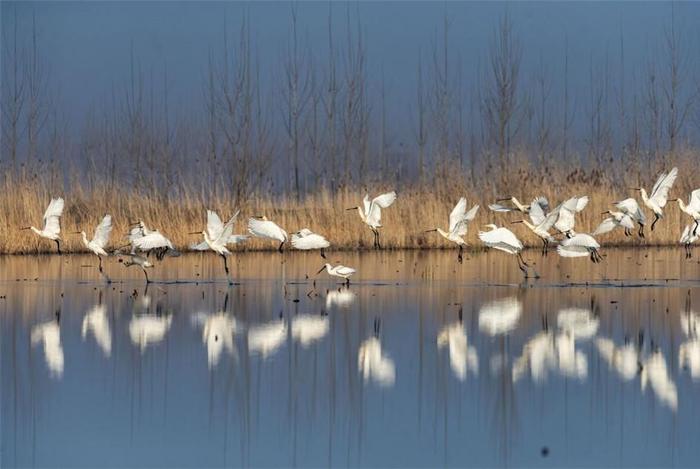 英文 | 白洋淀再现荷塘苇海、鸟类天堂胜景 Baiyang Lake restores sound ecological environment
