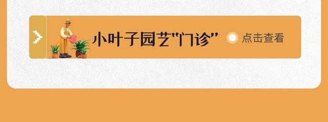 春花陆续登场~怎么迎春？戳3月科普月历→