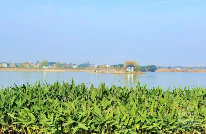 近万公顷绘出"植"此青绿美丽画卷 江阴又增一个长江湿地保护小区